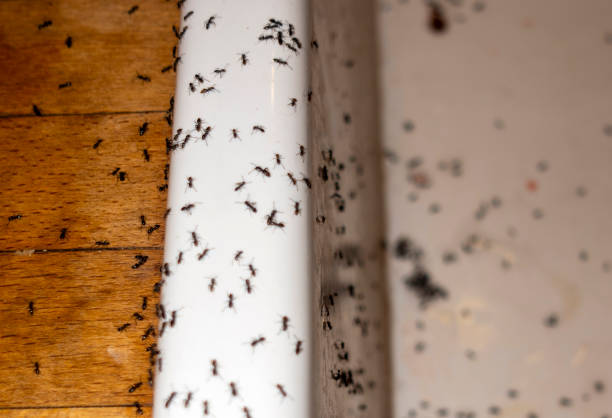 Flea Control Services in Ford City, PA